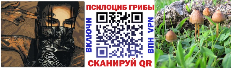 Галлюциногенные грибы Psilocybine cubensis  Шенкурск 
